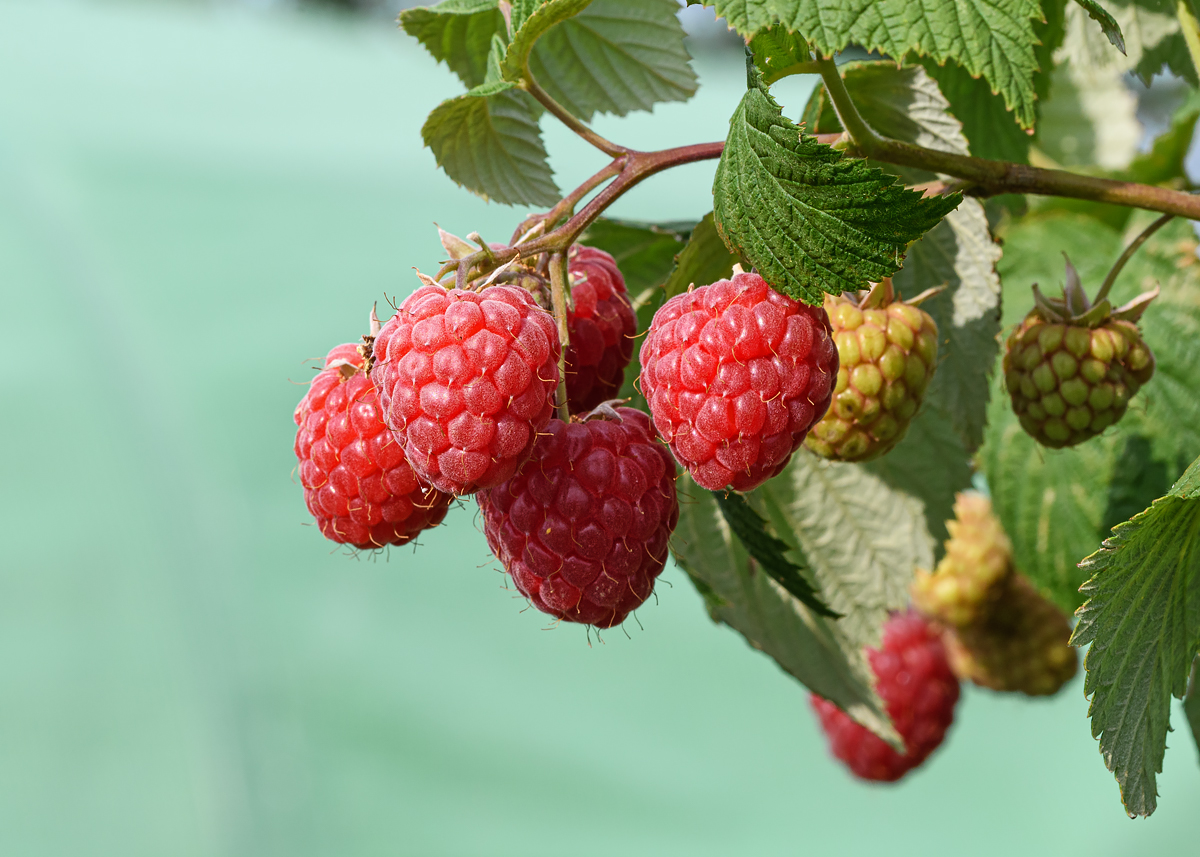 OF5_23168.jpg
