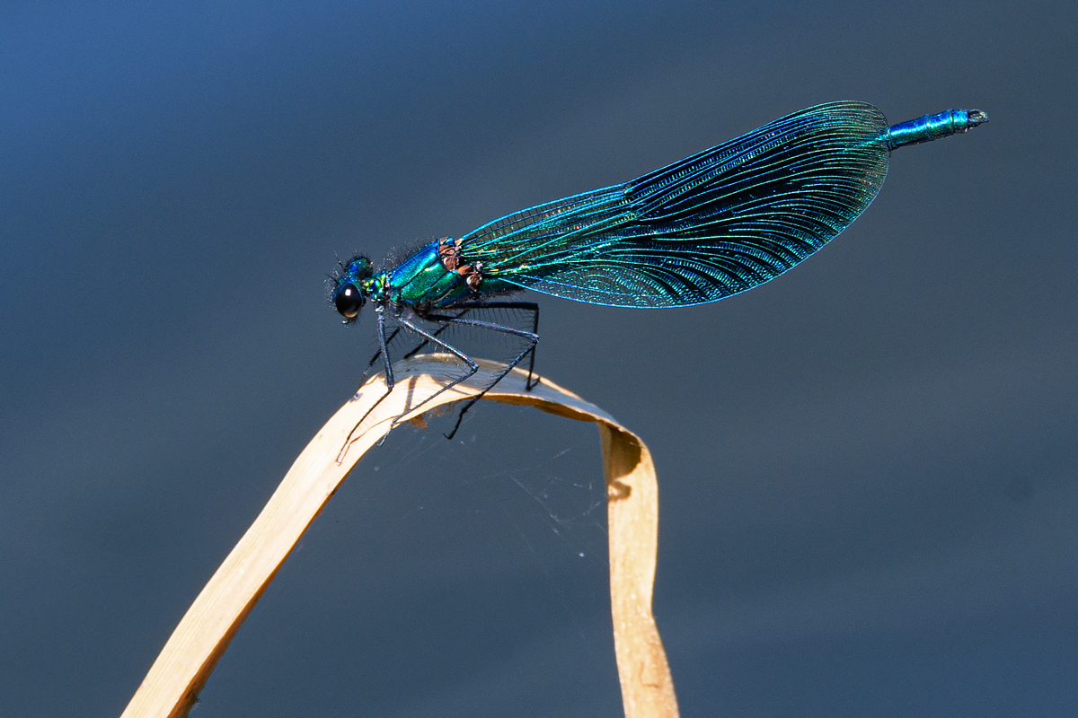 OF5_23458.jpg