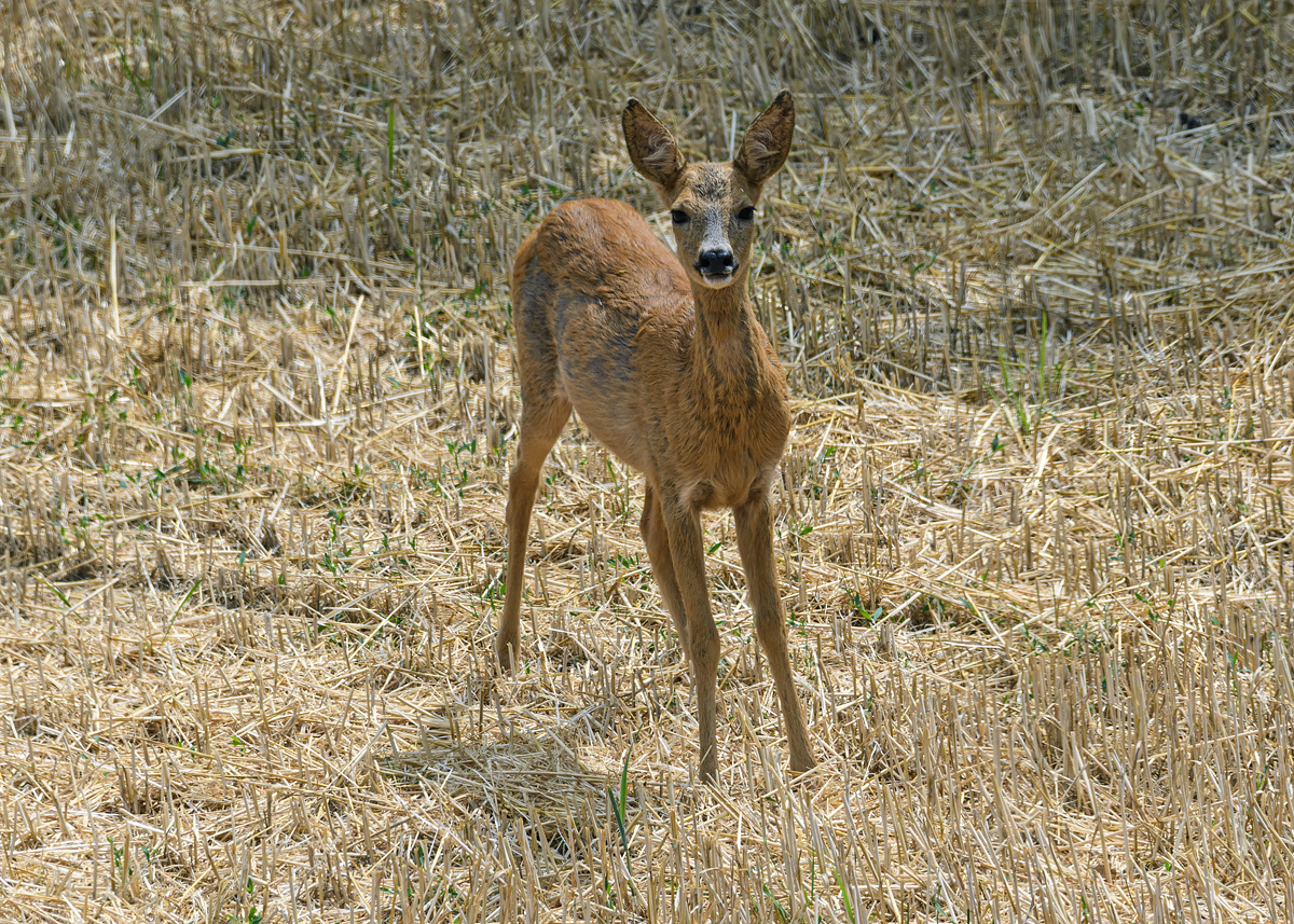 OF5_23907.jpg