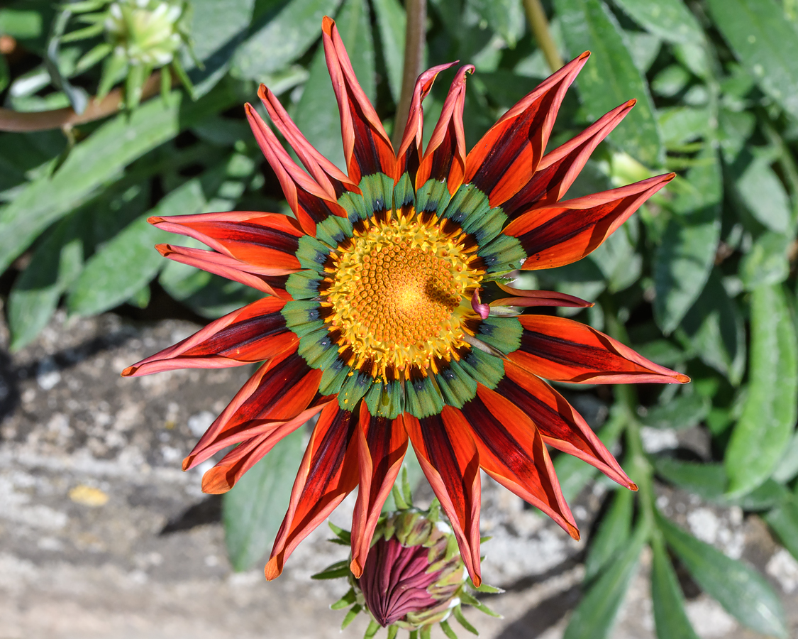 OF5_24025.jpg