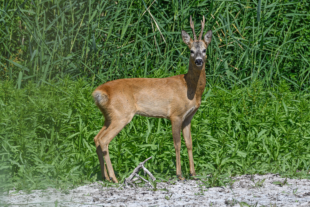 OF5_24228.jpg