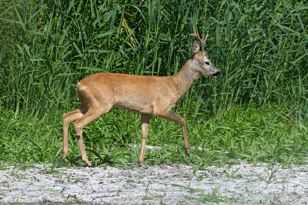 OF5_24231.jpg