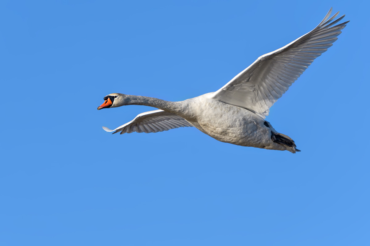 OF5_26811.jpg