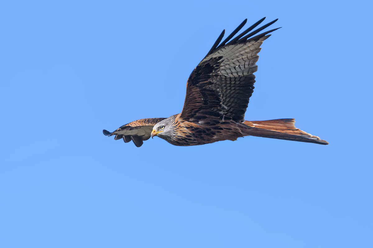 OF5_28098.jpg