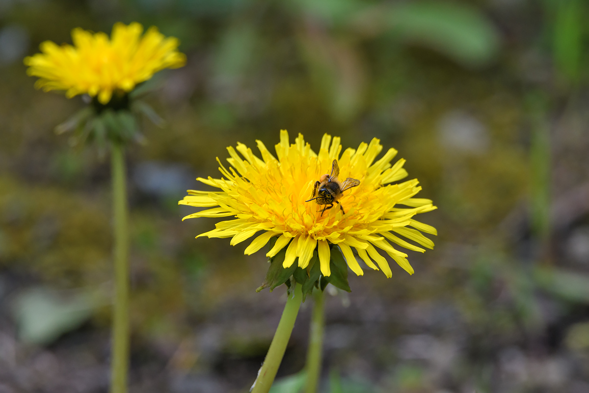 OF5_29150.jpg