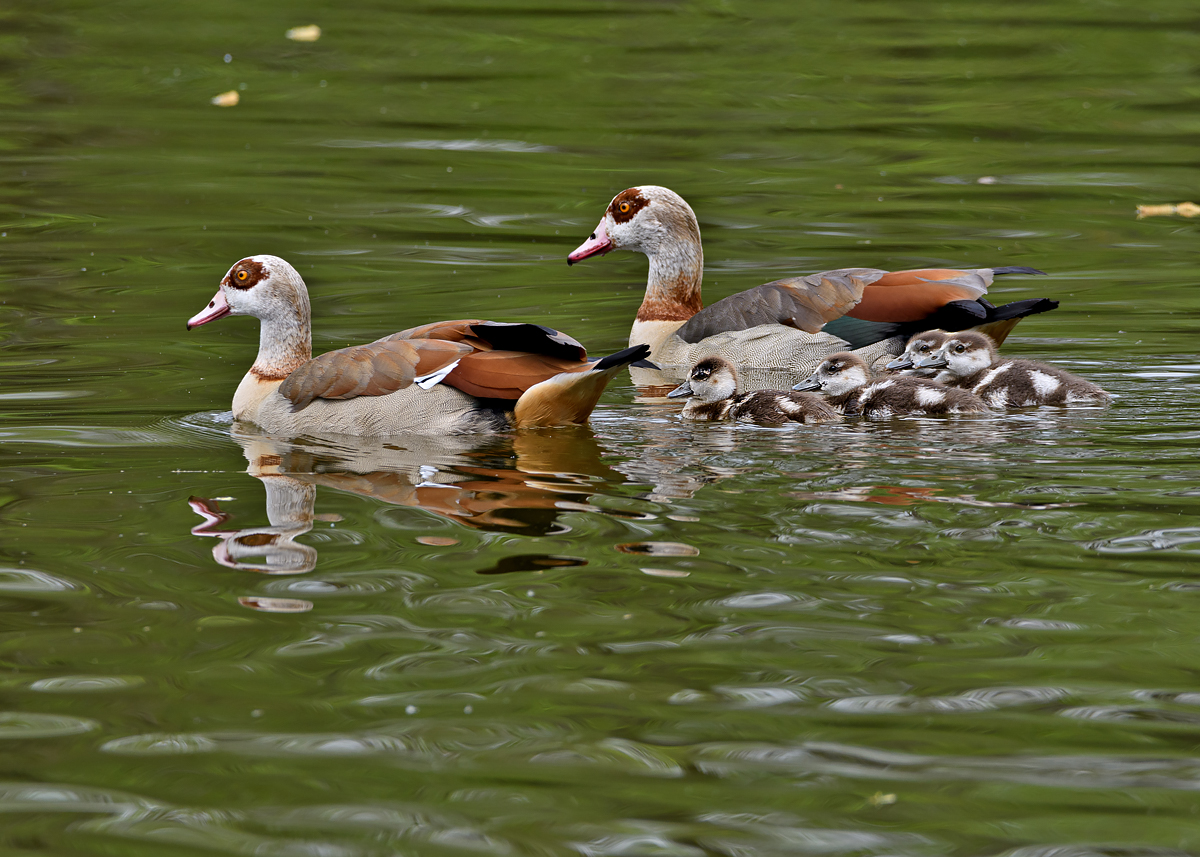 OF5_29760.jpg