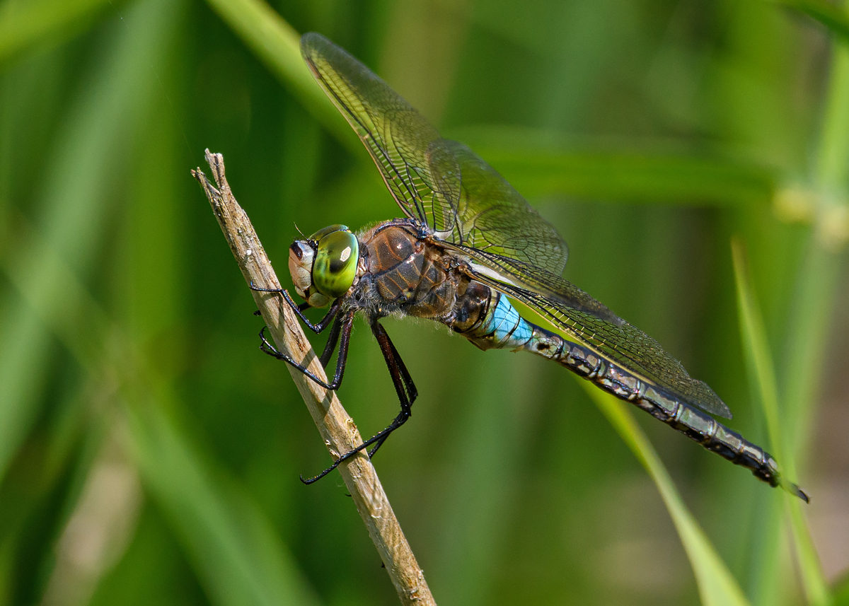 OF5_30226.jpg
