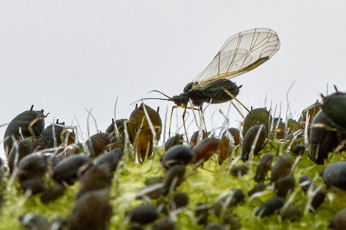 OF5_30402.jpg