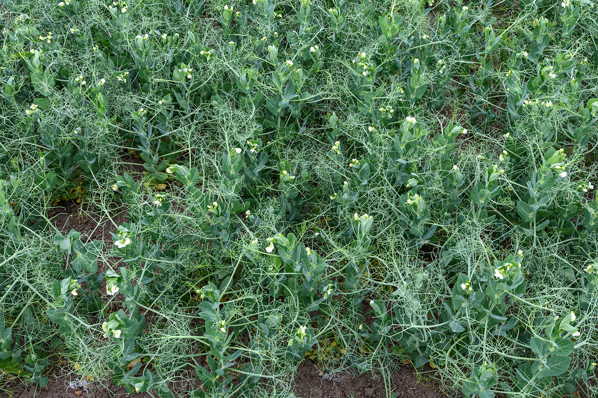 OF5_30440.jpg