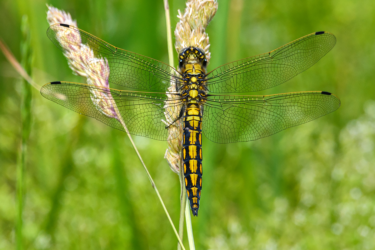 OF5_30543.jpg