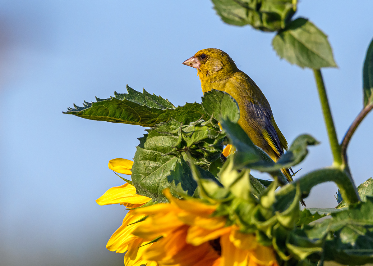 OF5_40290.jpg