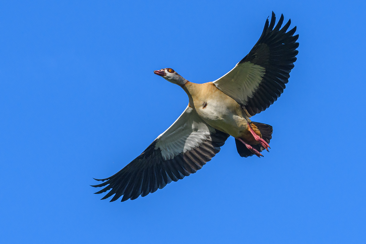 OF5_41510.jpg
