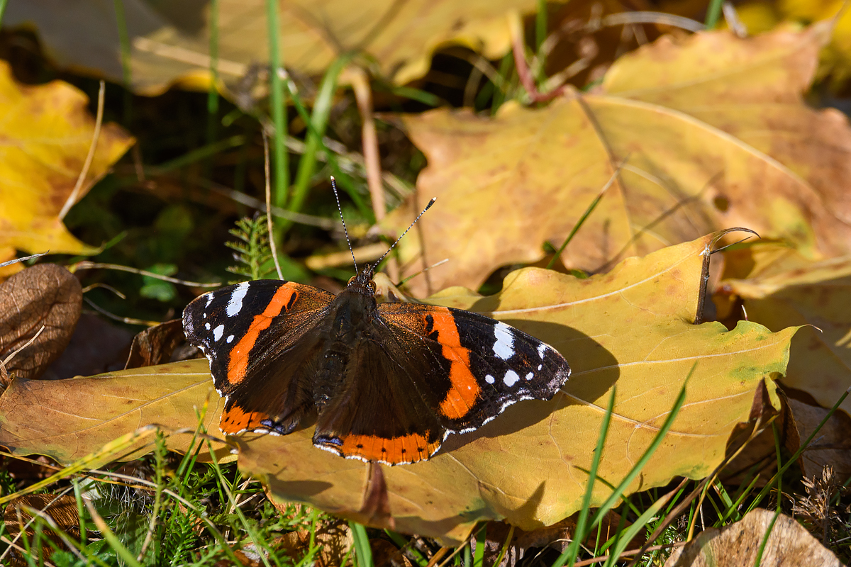 OF5_42078.jpg