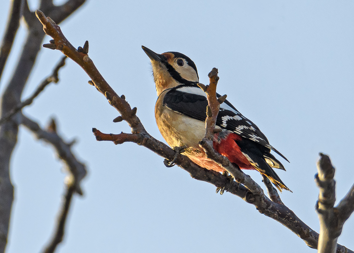 OF5_42900.jpg