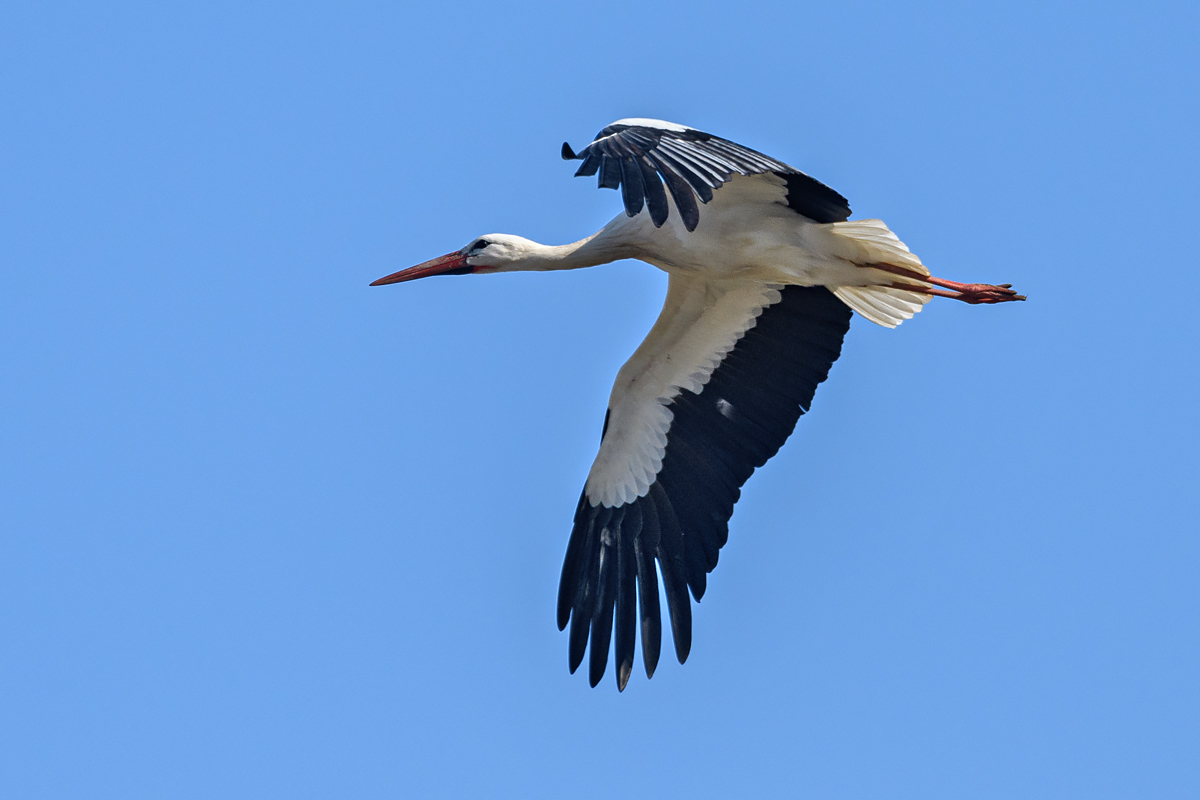 OF5_43545.jpg