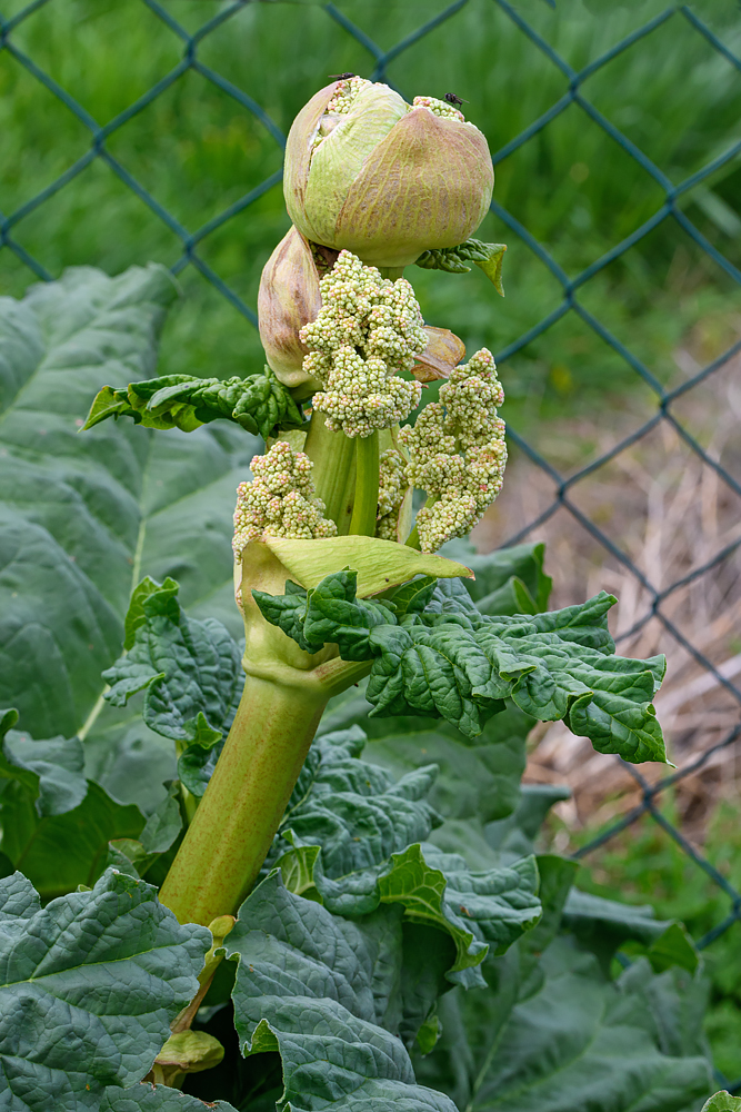 OF5_43734.jpg