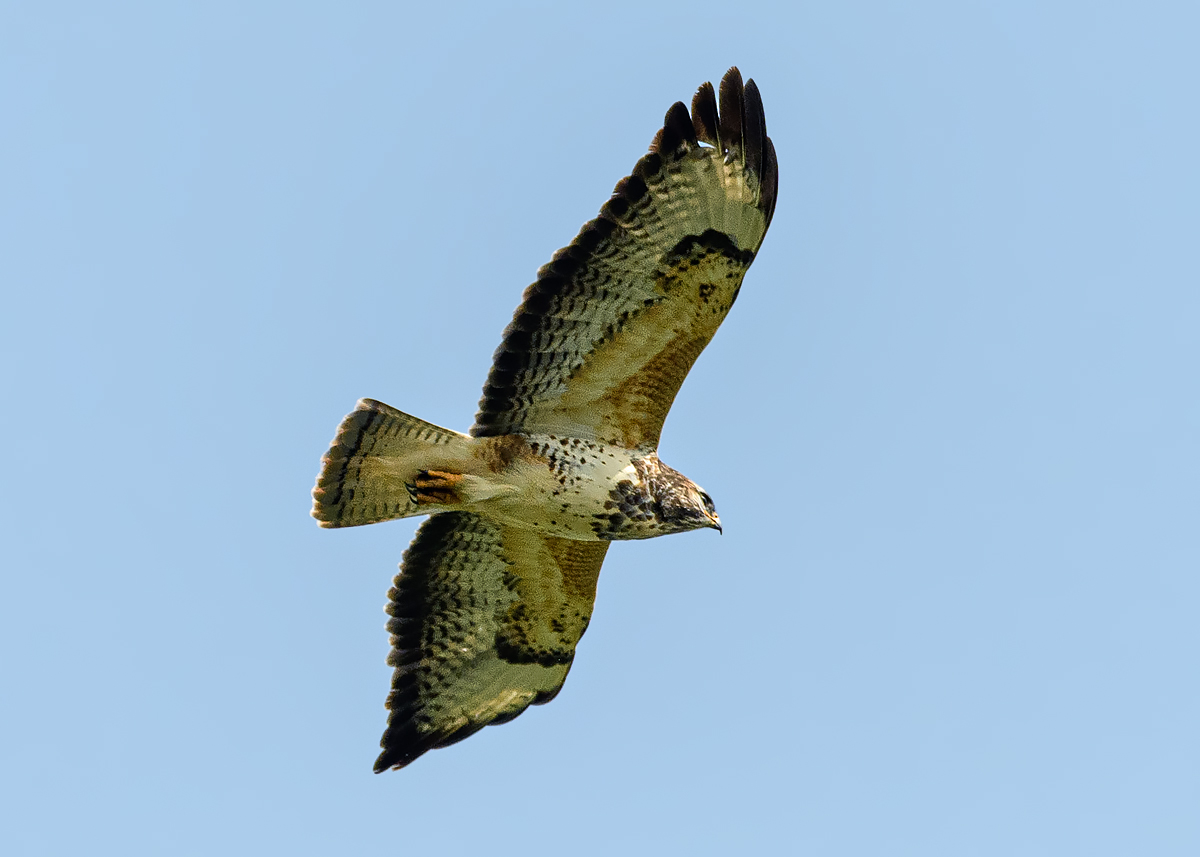 OF5_43778.jpg
