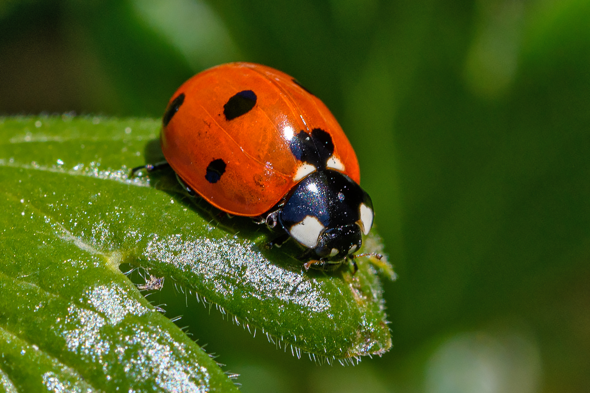 OF5_44502.jpg