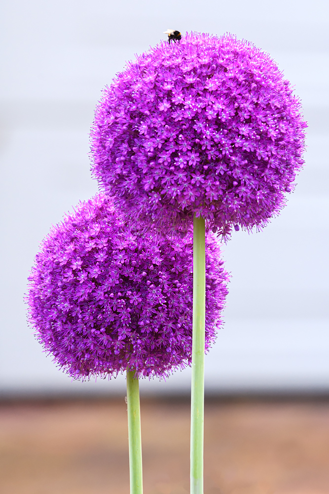 OF5_45709.jpg