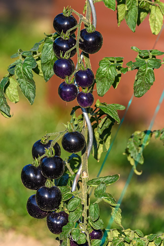 OF5_46930.jpg