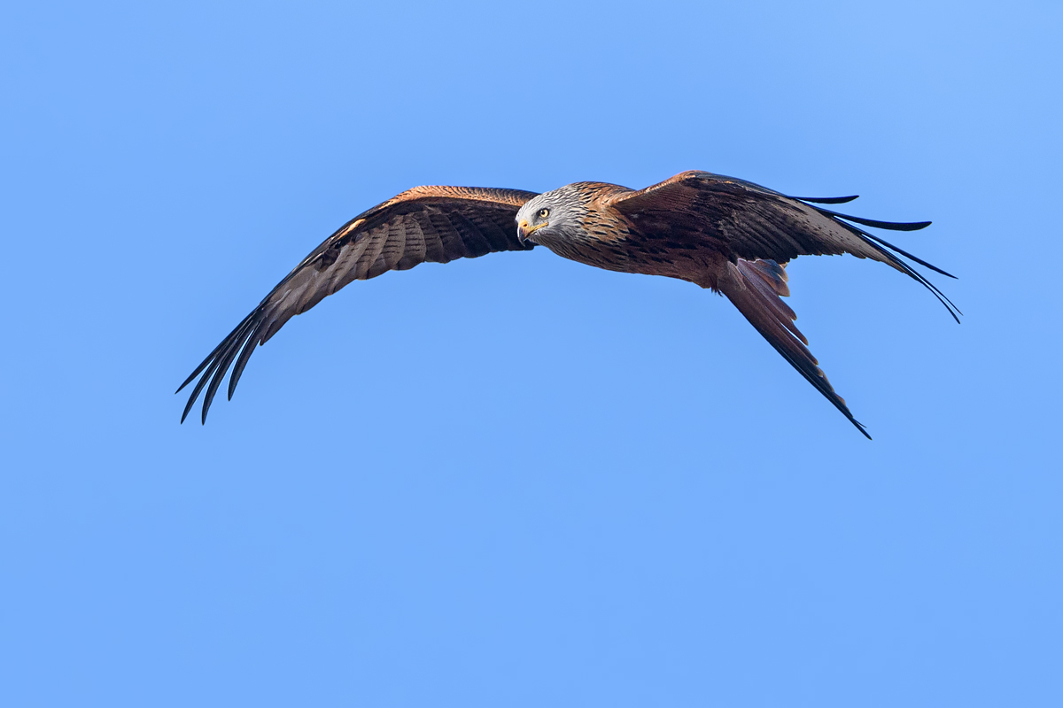 OF5_47530.jpg