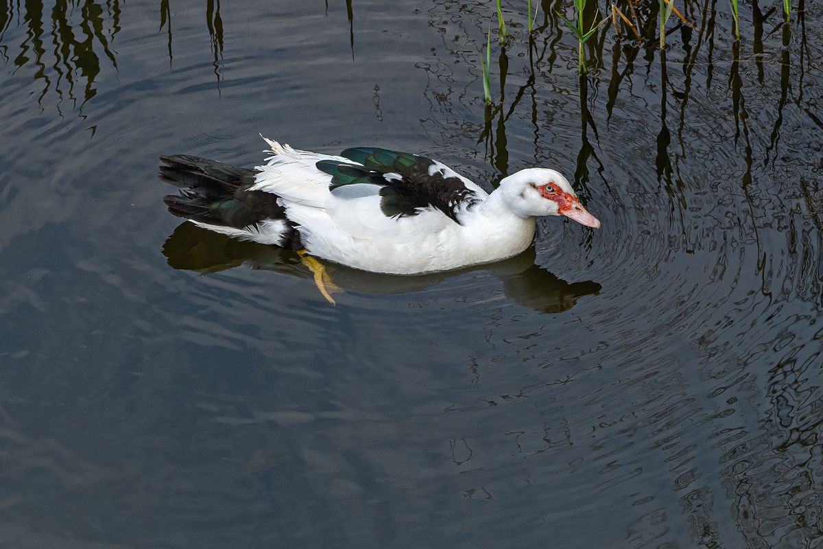 OF5_49281.jpg