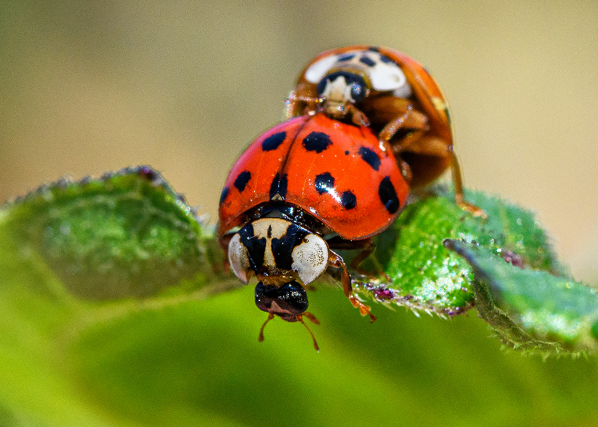 OF5_50176.jpg