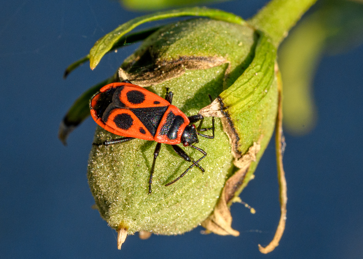 OF5_51536.jpg