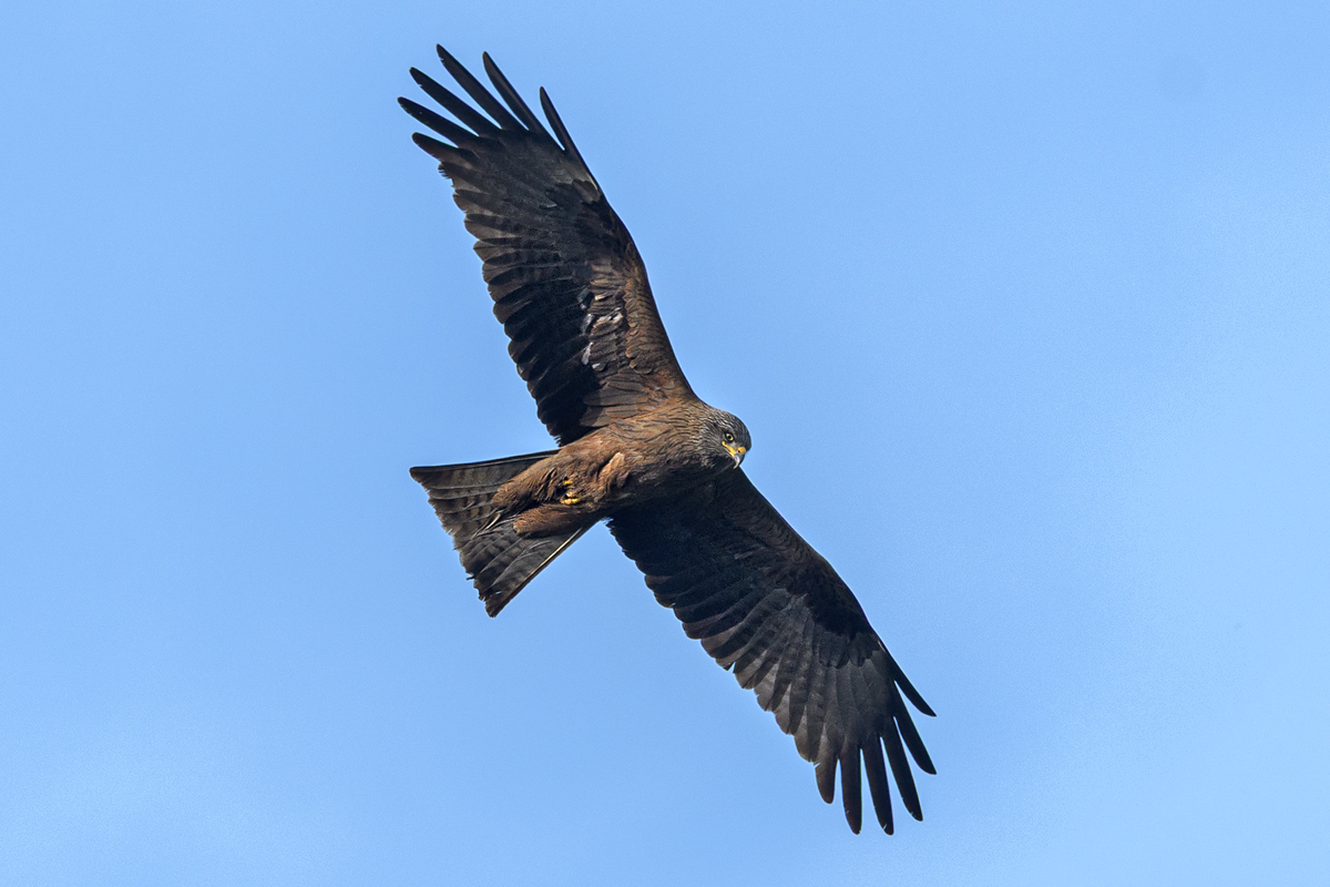 OF5_54031.jpg