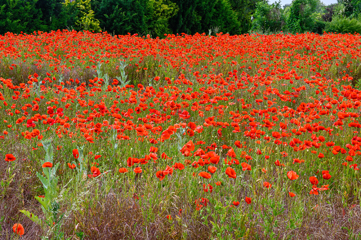 OFZ_00823.jpg