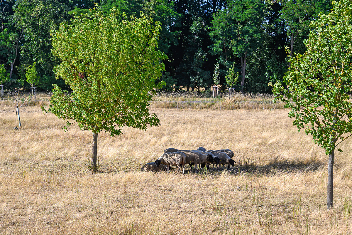 OFZ_01630.jpg