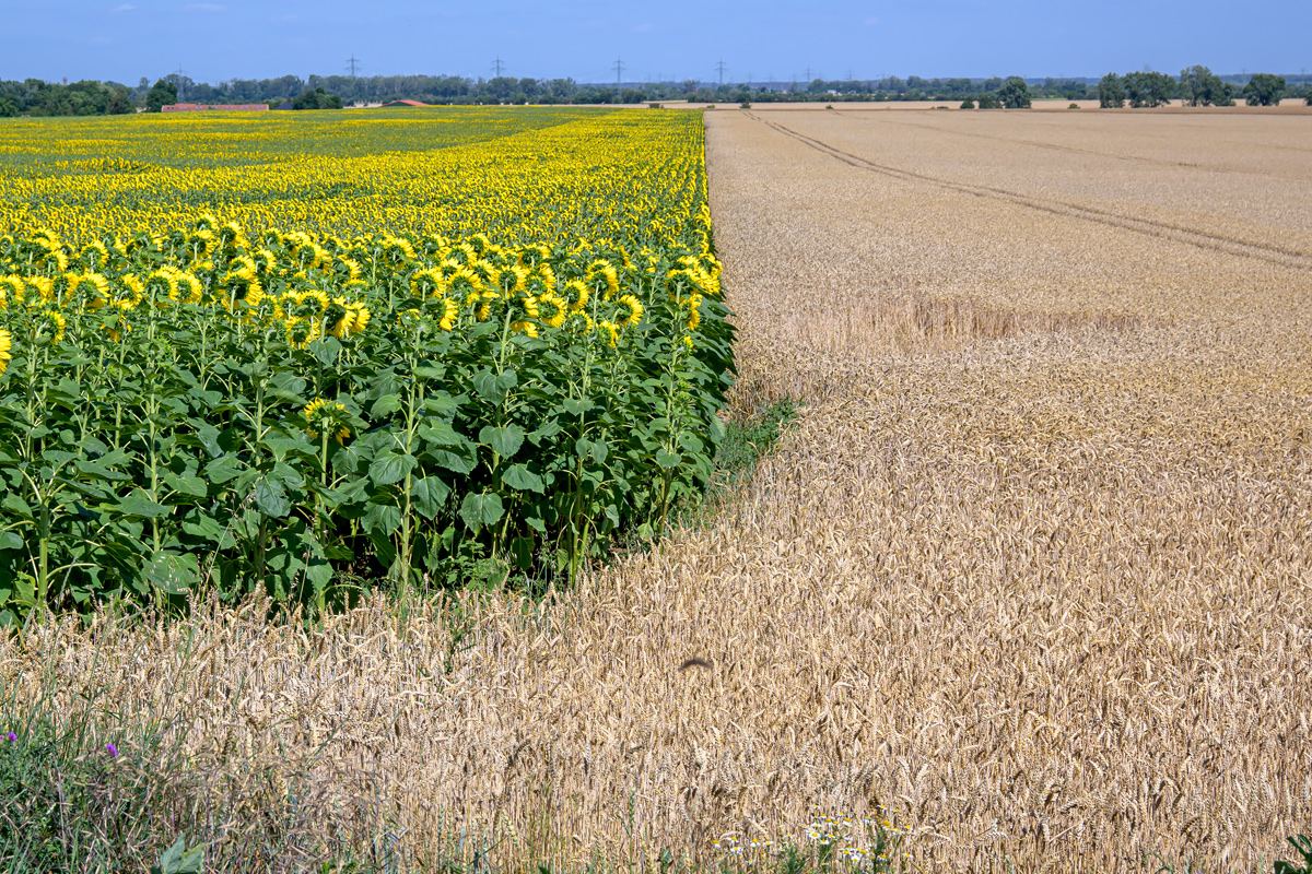 OFZ_05552.jpg