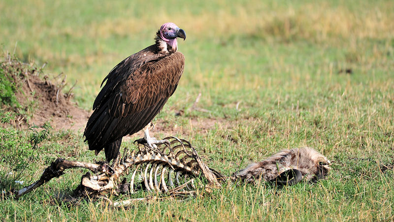 Ohrengeier (Lappet.faced Vulture) auf Gnu
0650