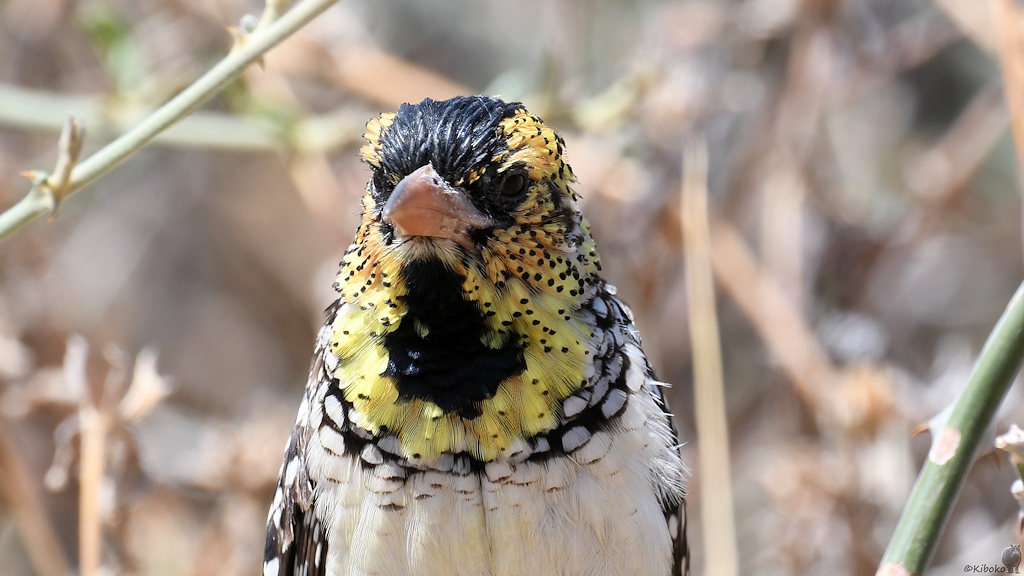 Ohrfleck Bartvogel d'Anaud's Barbet
Ruaha Nationalpark

s460 Ruaha dArnauds Barbet 2988