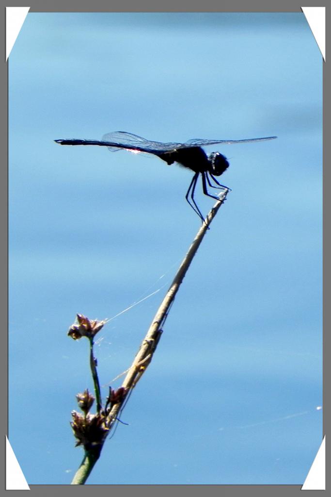 Okavango_Delta