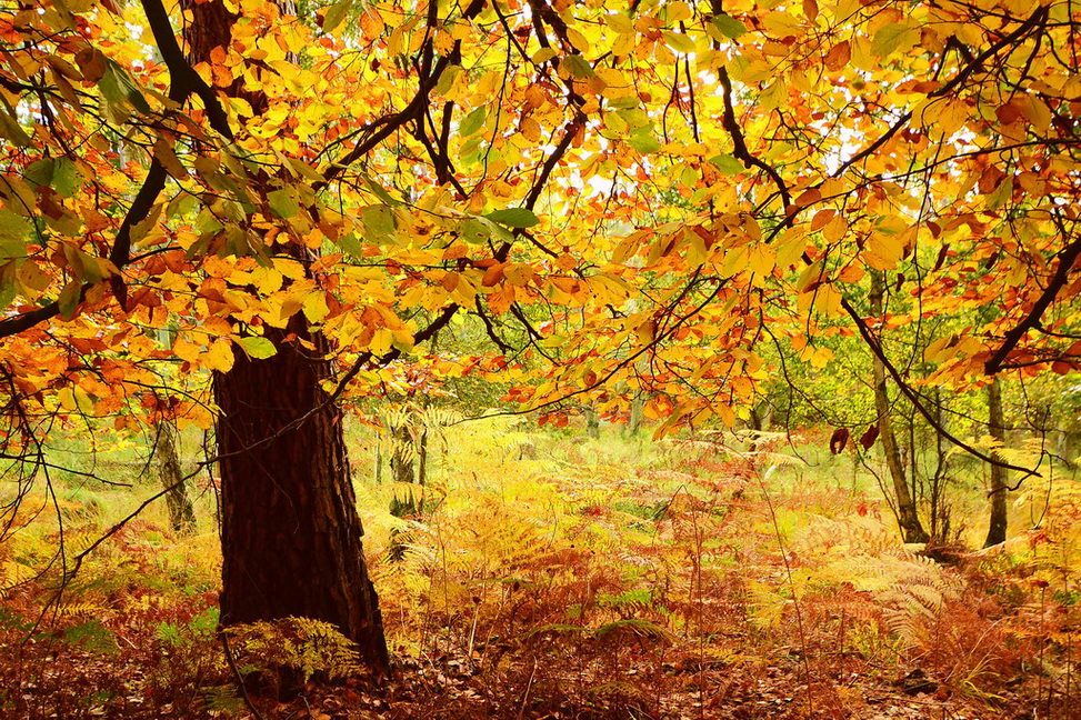Oktoberwald