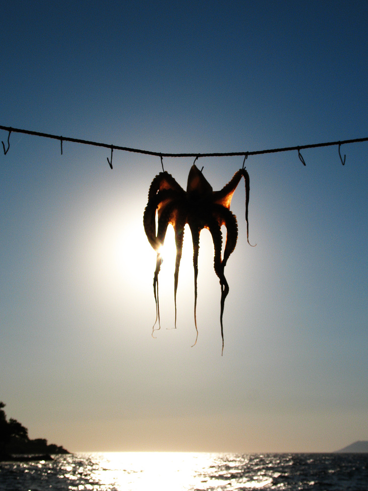 oktopus