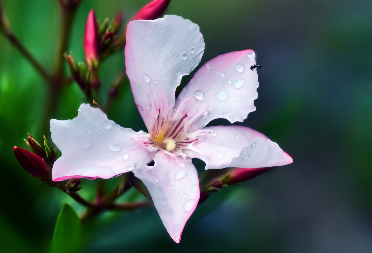 oleander_1200.jpg