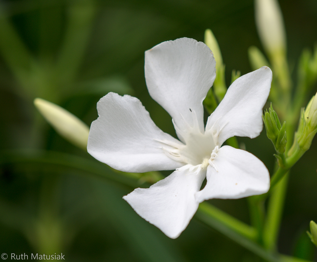 Oleanderblüte