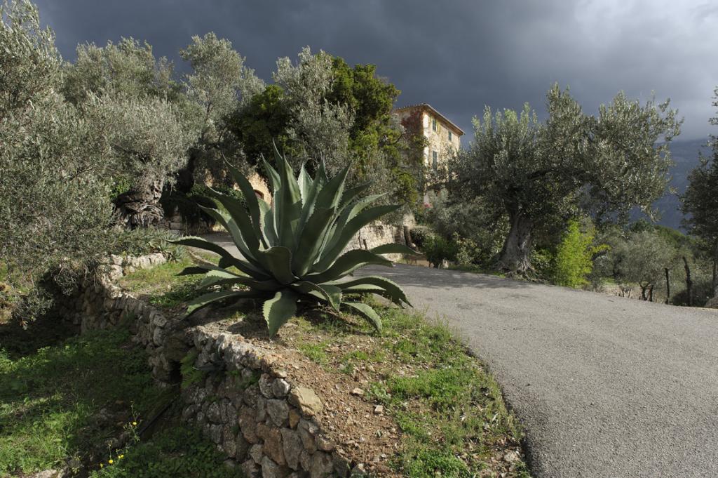 Olivenbaeume Donnerwetter CO