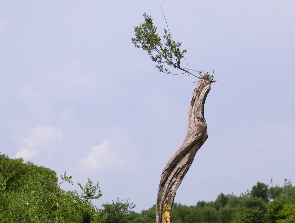 Olivenbaum 4