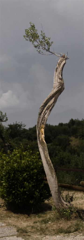 Olivenbaum Hintergrund bearbeitet