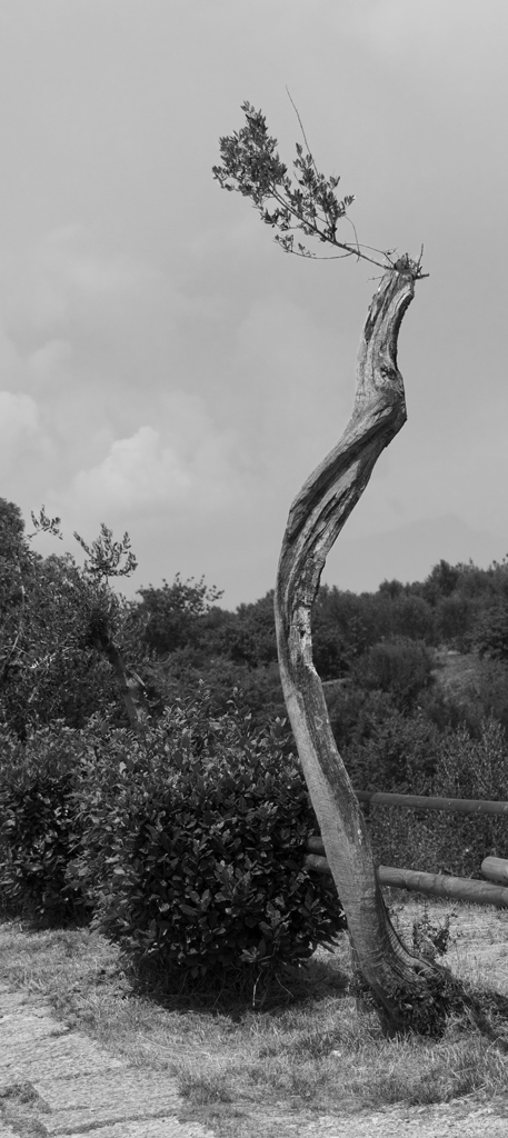 Olivenbaum sw