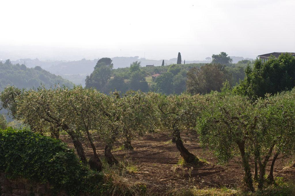 Olivenhain bei Grottaferrata
