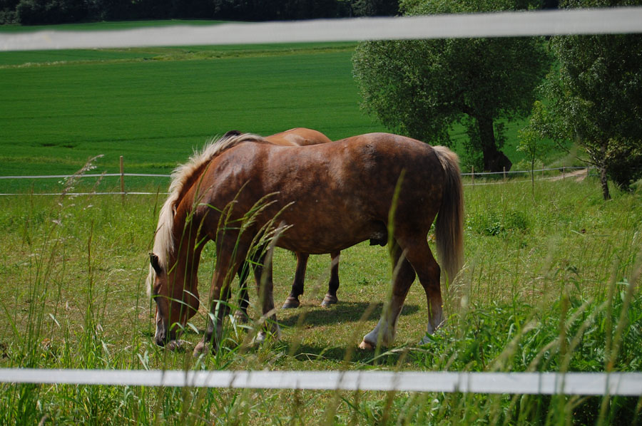 OllieA