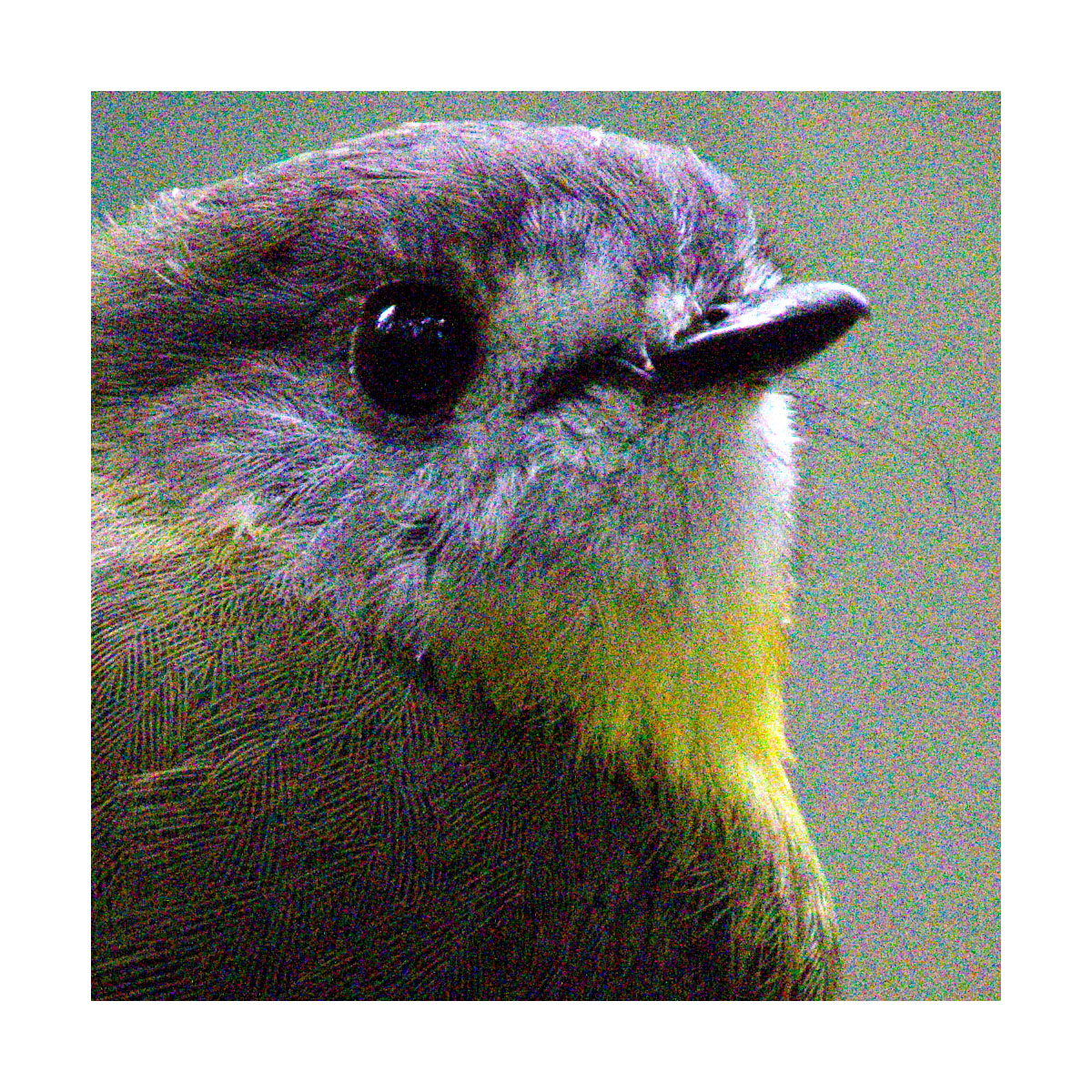 OM-1_cropped_org.jpg
