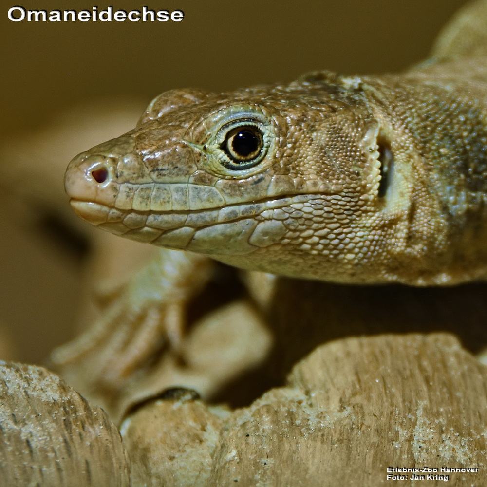 Omaneidechse