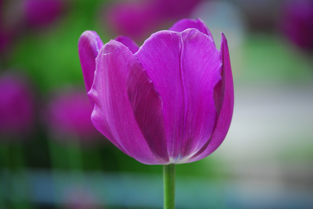 One Flower by xkillerx380