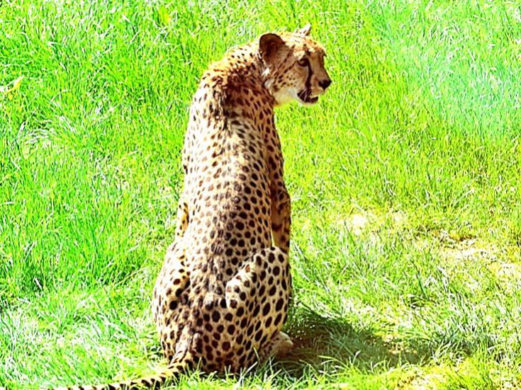 Opelzoo 4 2011 066