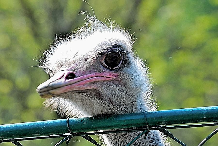 Opelzoo 4 2011 082
